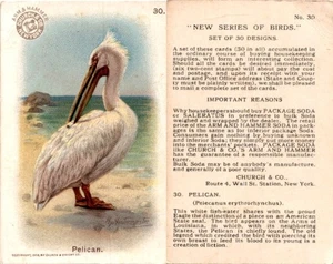 J4, Church & Dwight, New Series of Birds, 1908, #30 Pelican - Picture 1 of 1
