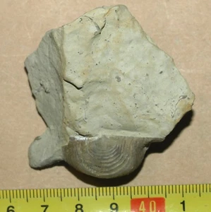 Silurian Strophomenid brachiopod -Leptaena rhomboidalis , Sweden - Foto 1 di 10