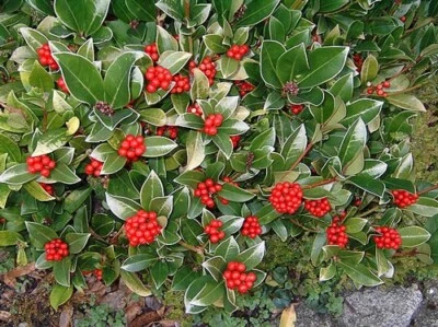 Skimmia japonica | Japanese Skimmia | 5 Seeds - Image 1 of 4