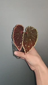 Very Rare Tropical Begonia Malachosticta x Darthvaderiana - Picture 1 of 7