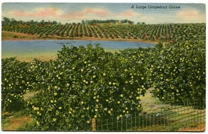 Linen Postcard - Florida - A Large Grapefruit Grove (1957) - Picture 1 of 2