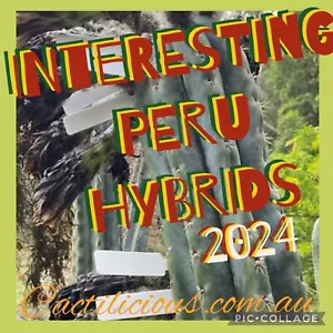 Cactus Peru Hybrids. 240+ Seeds. 2024 Cacti Seeds - Picture 1 of 1