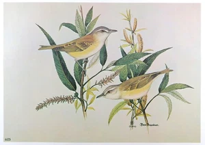 Rex Brasher Bird Print, Yellow Green Vireo on Willow branch, 16x12 in. - Picture 1 of 3