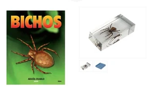 3. Devil Spider - Japan, fascicle and box, INSECTS PRESERVED IN PLASTIC RESIN - Picture 1 of 10