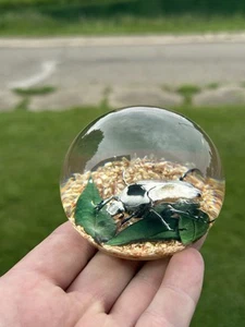 VTG Tarax Infinity Lucite Acrylic Paperweight Beatle Bug Retro 3" Made In Canada - Picture 1 of 4