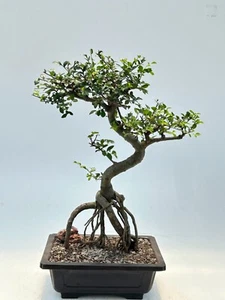 Ulmus Parvifolia Chinese Elm Bonsai Tree 14 years old 14" tall Indoor - Picture 1 of 1