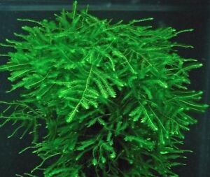 20g Java Moss SHRIMP SAFE Carpet Plants Aquarium Tropical Fish Tank Fry Hide 