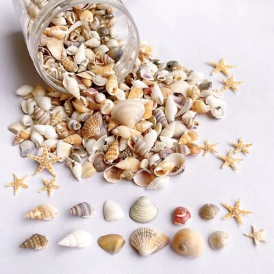 1200 Pcs Tiny Sea Shells Mixed Ocean Beack Spiral Seashells for Fish Tank - Image 1 of 4