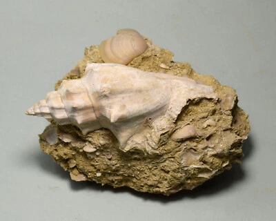 Beautiful fossil gastropod – Eopsephaea muricina - Image 1 of 4
