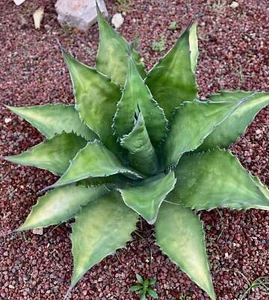 Agave ferox clone OLYMPIA (ex Van Dyck, Netherlands) 14cm - - no variegate - Picture 1 of 1