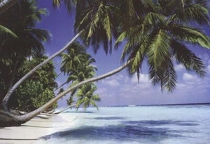 ISLA SEYCHELLES ~ PALMERAS INCLINADAS ~ PÓSTER 24x36 ~ ¡NUEVO/ENROLLADO! - Imagen 1 de 1