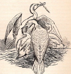 Old Antique Victorian Era Vintage 1895 CORMORANTS FEEDING THEIR YOUNG Bird Print - Picture 1 of 4