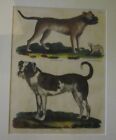 1816 Original Copperplate Engraving Colorized Old English Mastiff Dogs Frame #22