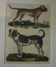1816 Original Copperplate Engraving Colorized Old English Mastiff Dogs Frame #22