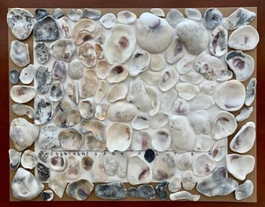 112 Natural Oyster Clam Shell pearlescent frag beach seashell jewelry craft USA - Picture 1 of 11