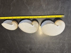 Paper Nautilus Shell Set Of 3 - Picture 1 of 4