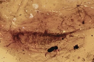 BRISTLETAIL Machilidae inclusione fossile originale AMBRA BALTICA 230919-68 +IMG - Foto 1 di 3