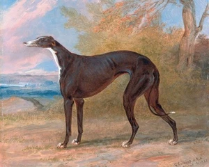 BLACK & WHITE GREYHOUND RACE DOGS CANINE PAINTING PET DOG ART REAL CANVAS PRINT - Picture 1 of 1
