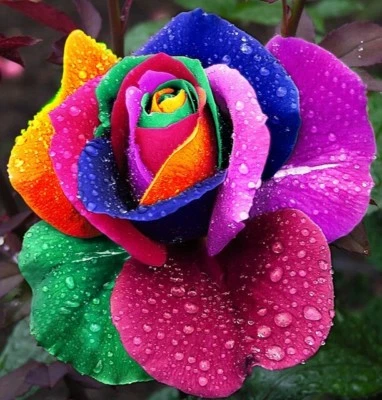 20 Seeds Multi- Colours Rare Rainbow Rose Flower seeds Home Garden Flower   - Image 1 of 2