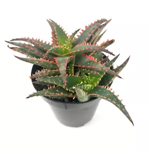 Aloe Christmas Sleigh Cluster, 3.5" Pot - Picture 1 of 5