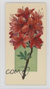 1977 Carreras Craven Black Cat Flowers All the Year Round Tobacco #15 2p7