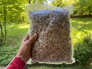Moringa Oleifera Merretich Wunderbaum Samen – 80–90% Keimrate – vakuumverpackt - Bild 1 von 2