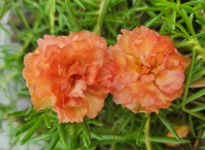 INTAN MELON Grandiflora Portulaca Moss Rose Cuts Plants - READ DESCRIPTION - Image 1 of 4
