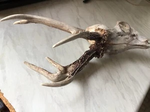 Antlers unusual configuration ready for mounting - Picture 1 of 10