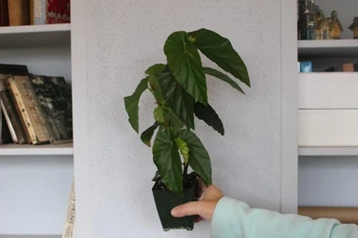 Begonia Green Snowballs - Image 1 of 2