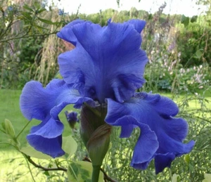 August delivery Tall Bearded Iris Yaquina Blue - Picture 1 of 4
