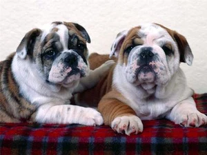 BULLDOG PUPPY BUDDIES GLOSSY POSTER PICTURE PHOTO dogs puppy animals friends 610 - Picture 1 of 1