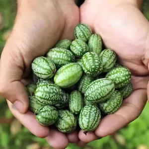 Mini-Bio-Saisongemüse 50 Stück Wassermelonenkerne Mini-Daumenvier- → - Bild 1 von 13