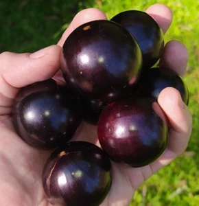 Plinia Trunciflora - "Gigante" - HUGE FRUITS! - Picture 1 of 12