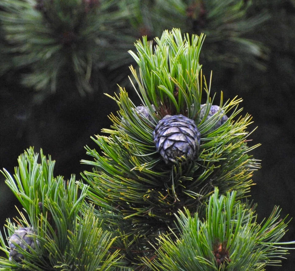 BOTANICAL ARCHIVE Pinus cembra - - Pino cembro | Pino cembro svizzero