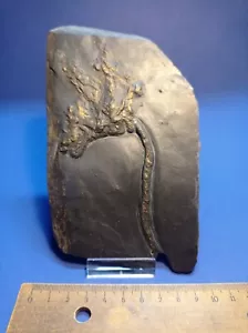 Bundenbach Seelilie crinoid Hunsrückschiefer unbestimmt Devon - Bild 1 von 4