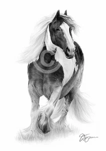 Horse GYPSY COB Pencil Drawing Print A3 / A4 sizes signed by artist Gary Tymon - Picture 1 of 1