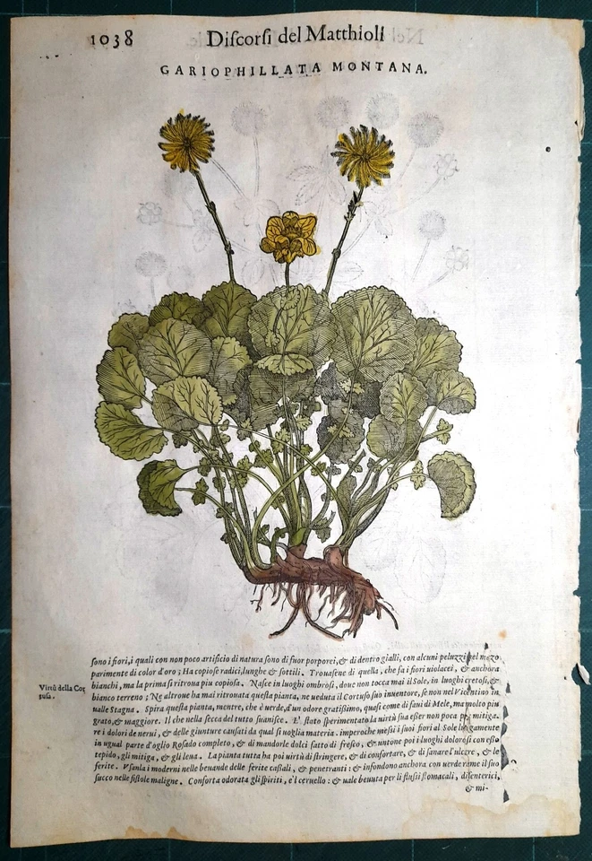 Stampa antica MATTIOLI MATTHIOLI erbario GARIOPHILLATA 1585 Antique print - Immagine 1 di 1
