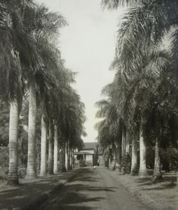 Vintage Honolulu Hawaii Tropical Palm Tree House Photo Tiki Bar Decor 1910-20's - Picture 1 of 5