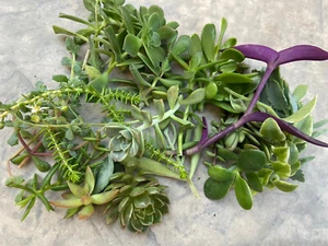 30 Succulents Cuttings With 20 Different Various - Picture 1 of 4
