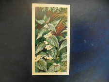  Great Britain Brooke Bond "Wild Flowers 3" 1964 original tea-card, No.6.  