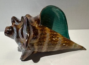 Sumo Art Glass Studio caracola mediana marrón caracol con bronceado % blanco - azulado interior - Imagen 1 de 6