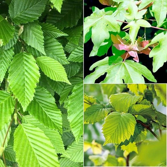 Suttons Wildlife Mixed Hedging Acer Campestre Carpinus Betulus Hazel 3x 2L Pot - Image 1 of 1