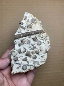 376g Devonzeit Crinoid Geologisches Gesteinsexemplar - Bild 1 von 13