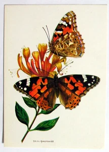 Art Postcard - PAINTED LADY BUTTERFLY, BRIAN HARGREAVES, Medici P.C.1731 (AN6-3) - Picture 1 of 2
