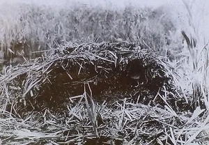 Muskrat House With Exposed Interior, Magic Lantern Glass Slide - Picture 1 of 5