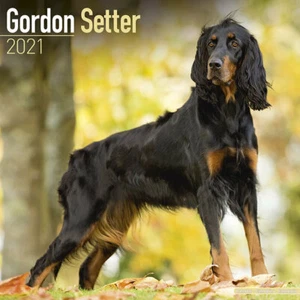 Kalender 2021 - SETTER GORDON - Bild 1 von 2