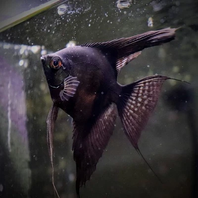 2 Pack Black Angelfish Live Fish Quarter Sized - Image 1 of 3