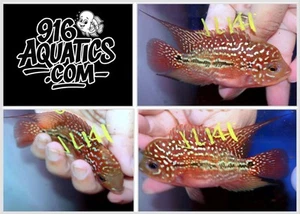 3 INCH KING KAMFA LIVE FLOWERHORN #JL141 - Picture 1 of 1
