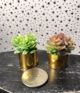 MINIATURE 2 POTTED SUCCULENT PLANTS BRAND NEW - Picture 1 of 2