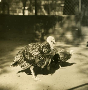 Germany Berlin Zoological Garden Turkey old Stereoview Photo NPG 1900 - Imagen 1 de 3